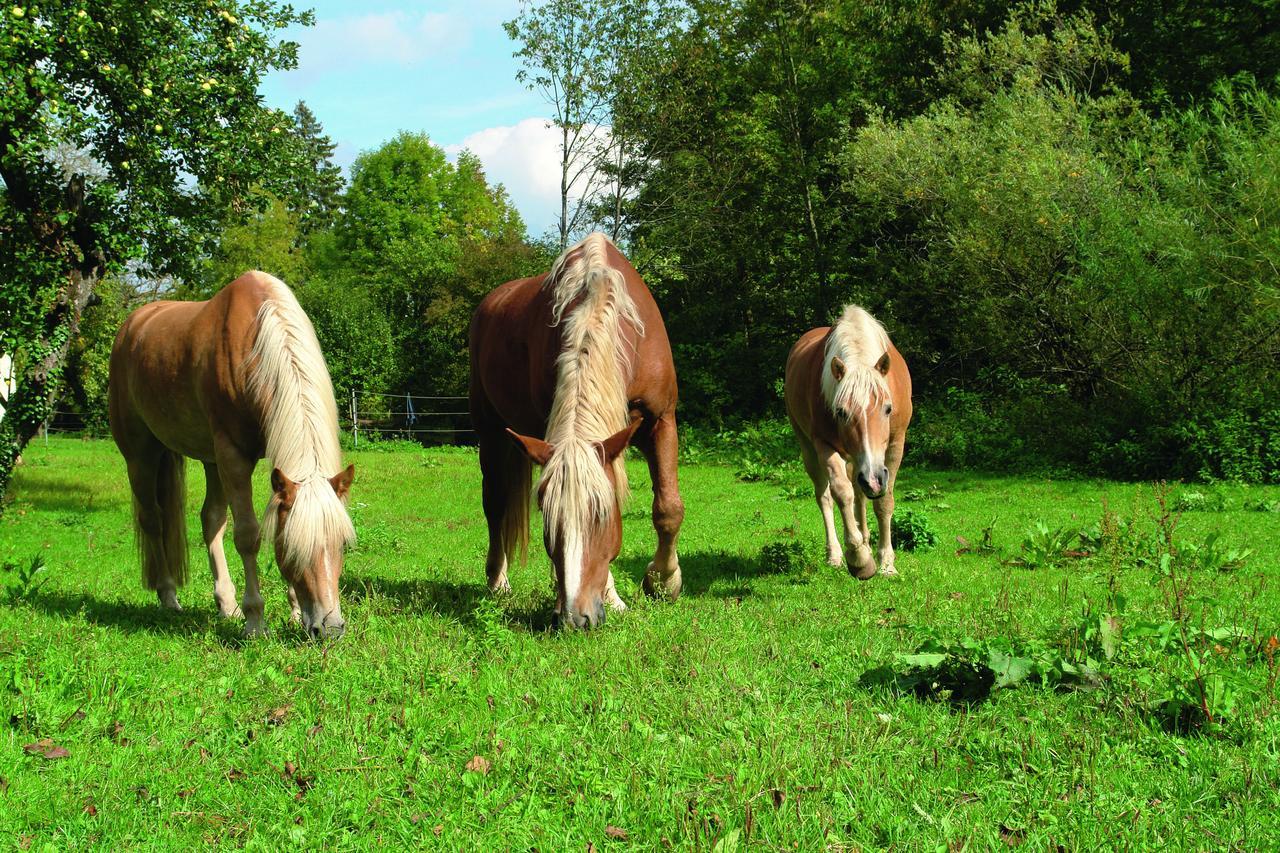 Gasthof Schoenau Heilsbronn Luaran gambar